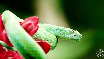 Lorem Ipsum is simply dummy text of the printing and typesetting industry